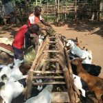 goat farming merchandise uganda