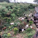 goat farming merchanidse uganda